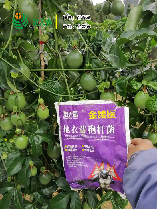 金缕d芽孢杆?聚无?.jpg